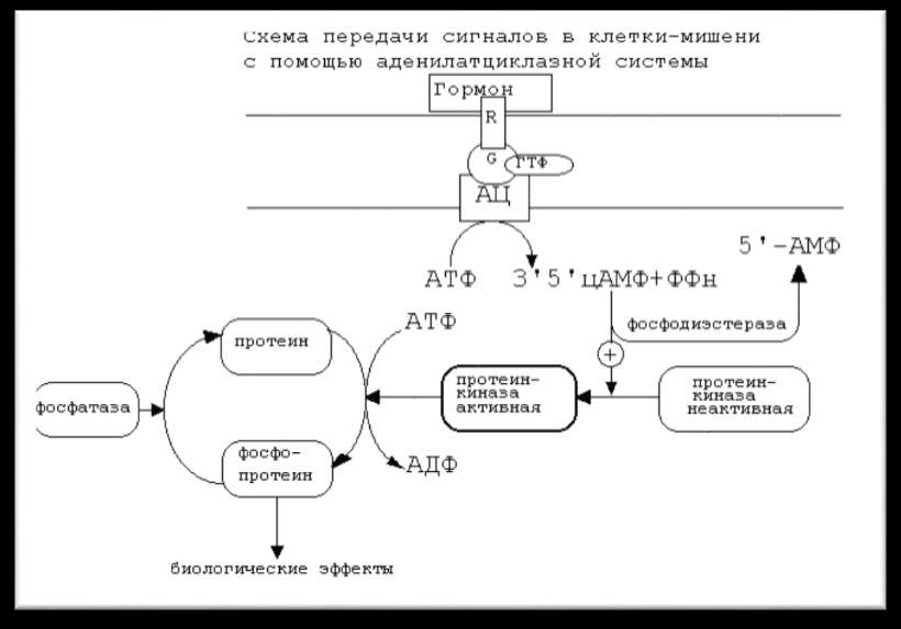 Цитологические основы бесполого размножения, его формы и значение