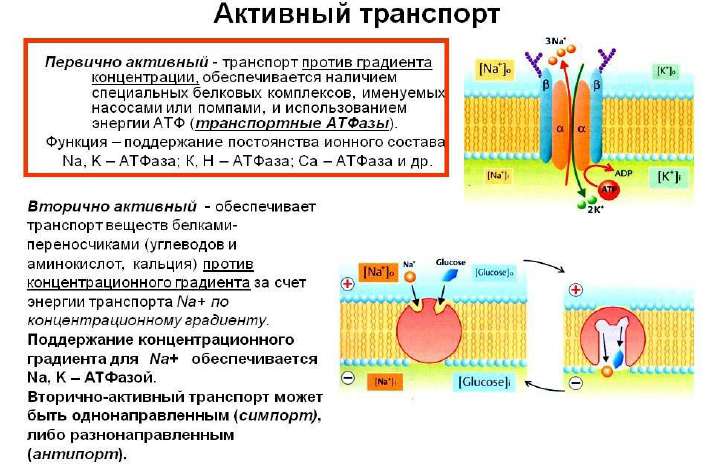Цитологические основы бесполого размножения, его формы и значение