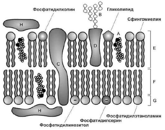 Цитологические основы бесполого размножения, его формы и значение