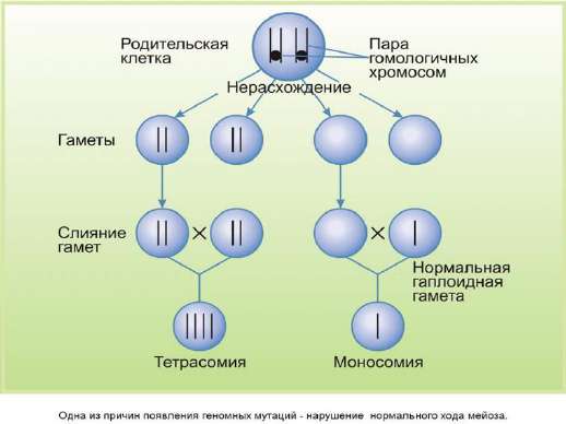 Морфология ядерных структур. Назовите структуры, обозначенные цифрами