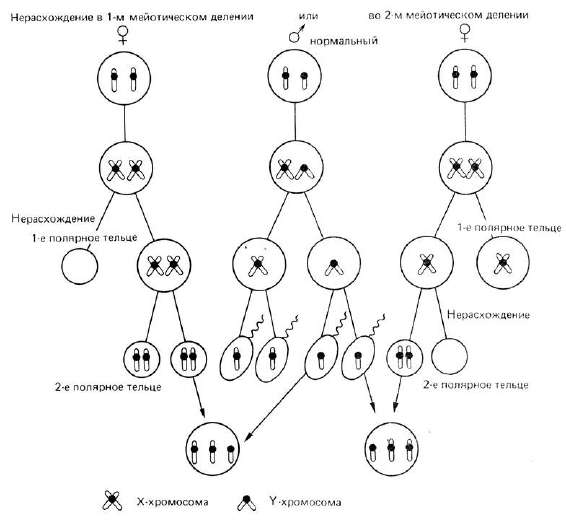 Морфология ядерных структур. Назовите структуры, обозначенные цифрами