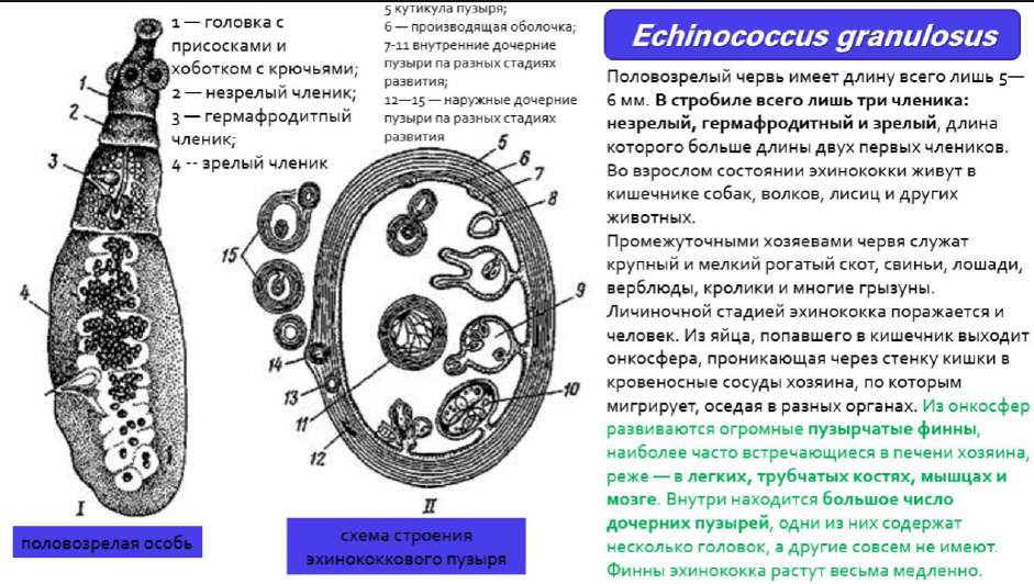 Природно-очаговые цестодозы на примере эхинококкоза
